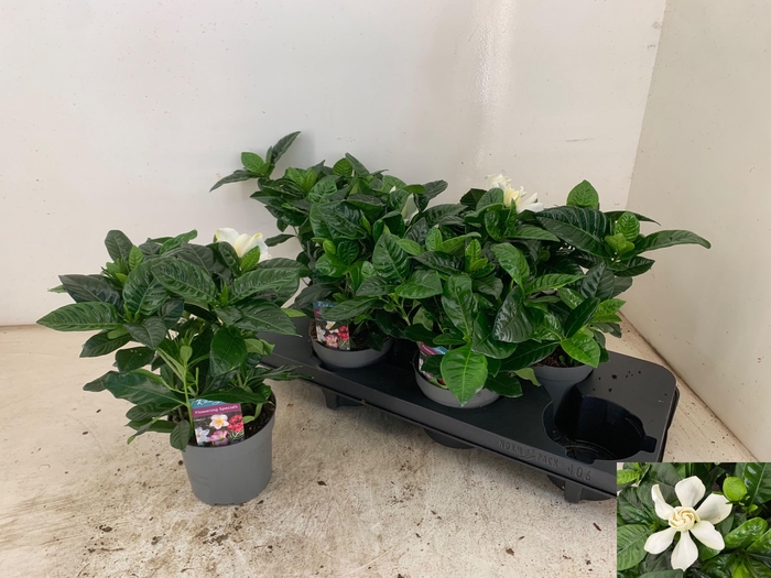 <h4>GARDENIA JASMINOIDES</h4>