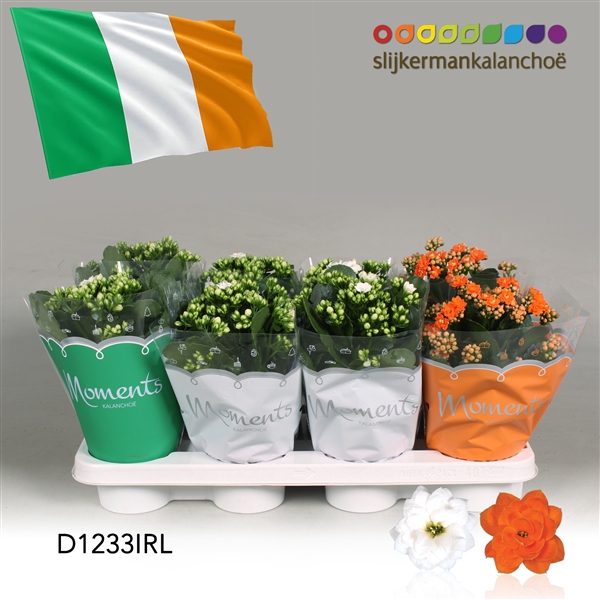 <h4>Kalanchoe Moments - Ireland flag</h4>