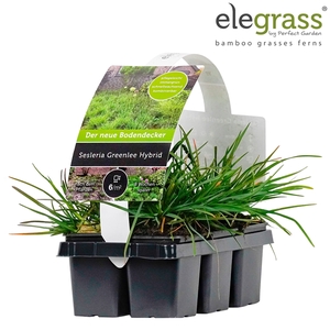 Sesleria Greenlee Hybrid 6-pack