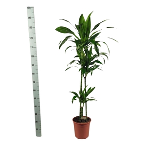 Dra Frag Janet Craig