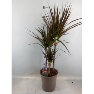 Dracaena marg. 'Magenta'