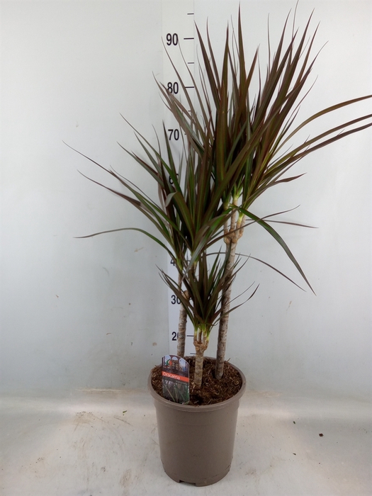 <h4>Dracaena marg. 'Magenta'</h4>