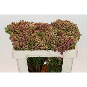 Kaaps Groen Lanuginosa Peanut