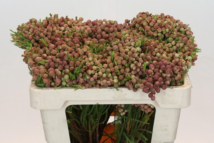 <h4>Kaaps Groen Lanuginosa Peanut</h4>