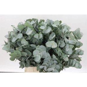 EUC. CINEREA AIR SHORT SPRAY ZA