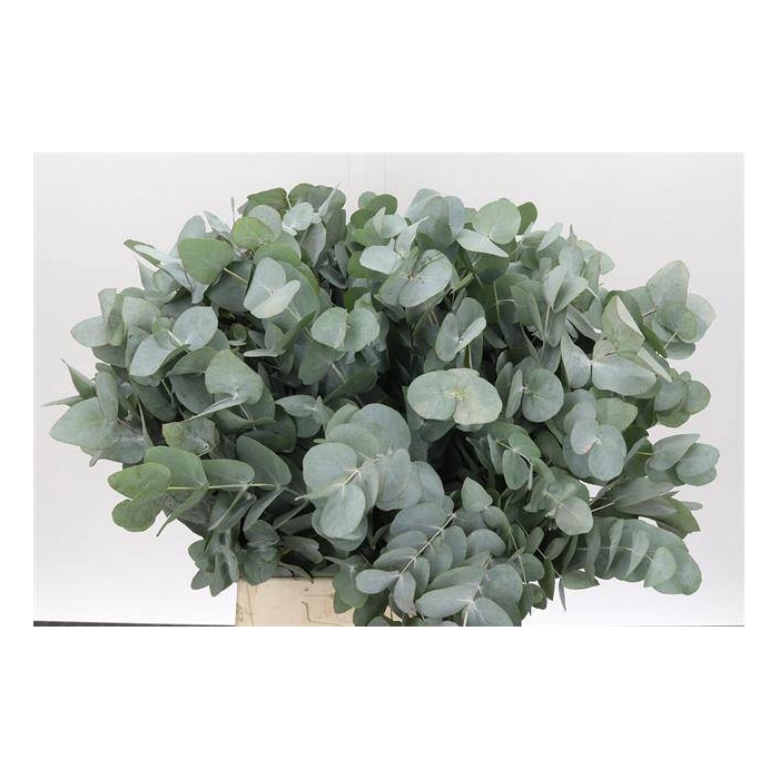 <h4>EUC. CINEREA AIR SHORT SPRAY ZA X5</h4>