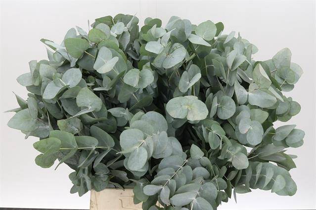 <h4>EUC. CINEREA AIR SHORT SPRAY ZA</h4>