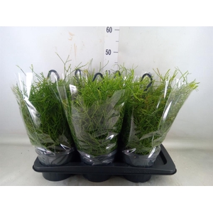 Rhipsalis clavata 'Easy Sweety'