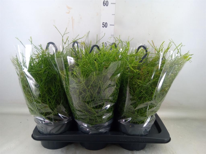 <h4>Rhipsalis clavata 'Easy Sweety'</h4>