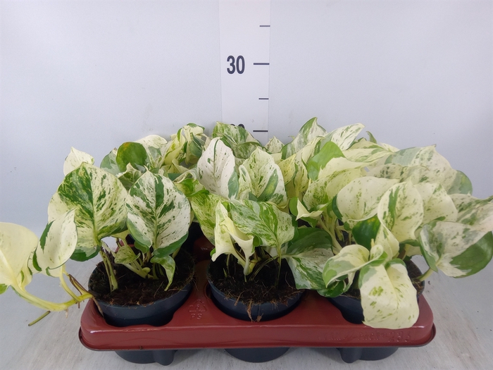 <h4>Epipremnum pinn. 'Happy Leaf'</h4>