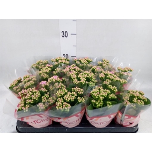 Kalanchoe blos. 'Calandiva Zeta'