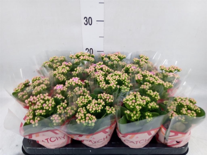 <h4>Kalanchoe blos. 'Calandiva Zeta'</h4>
