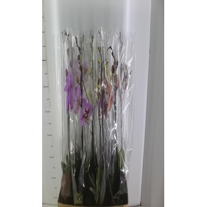 PHALAENOPSIS MIX P12