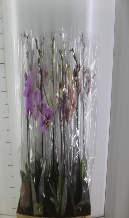 <h4>PHALAENOPSIS MIX P12</h4>