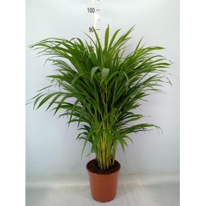 Dypsis lutescens   ...Chrysalidoca