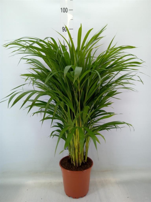 <h4>Dypsis lutescens   ...Chrysalidoca</h4>