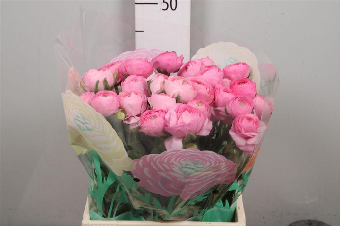 <h4>Ran Aazur Li Pink</h4>