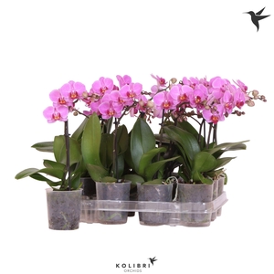 Kolibri Orchids Phalaenopsis Violet 1 spike No label
