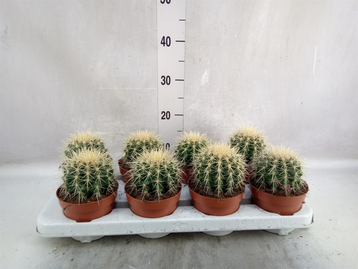 <h4>Echinocactus grusonii</h4>