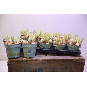 arr8 Narc O Tete A Tete