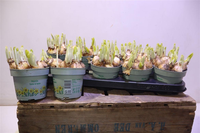 <h4>arr8 Narc O Tete A Tete</h4>