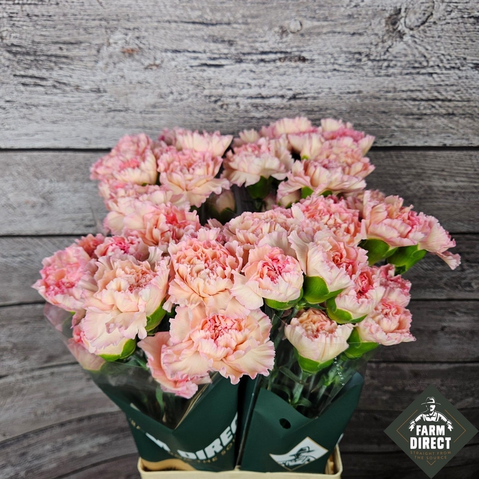 <h4>DI ST SORBET</h4>