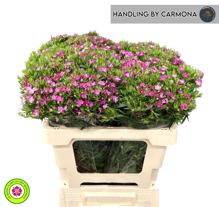 <h4>DI BARB AM ROSE</h4>