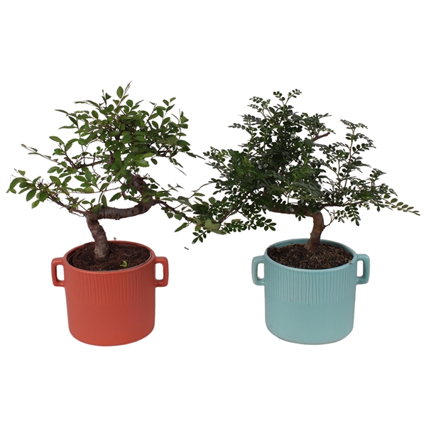 <h4>Bonsai Indoor Mix Ø12cm S-Shape in Ø 17cm Ceramic EV463</h4>