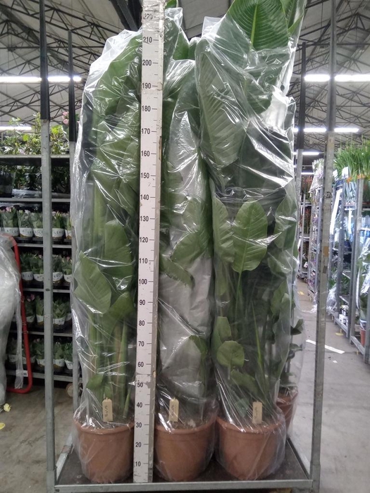 <h4>Strelitzia nicolai</h4>