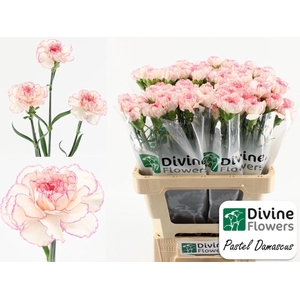 Dianthus ST 'Pastel Damascus'