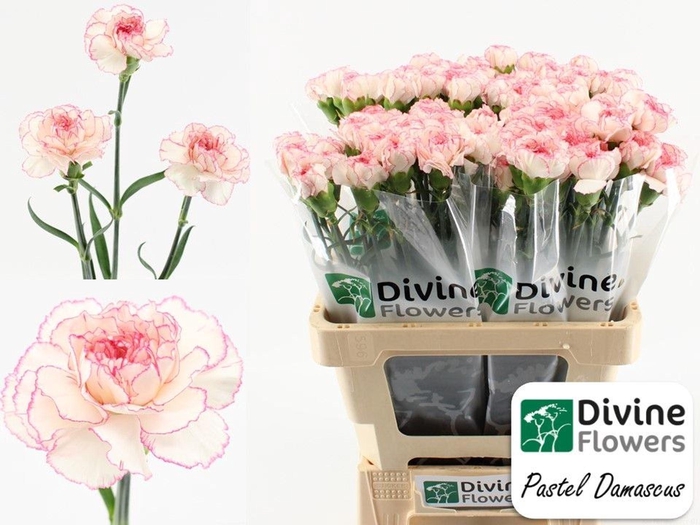 <h4>Dianthus ST 'Pastel Damascus'</h4>