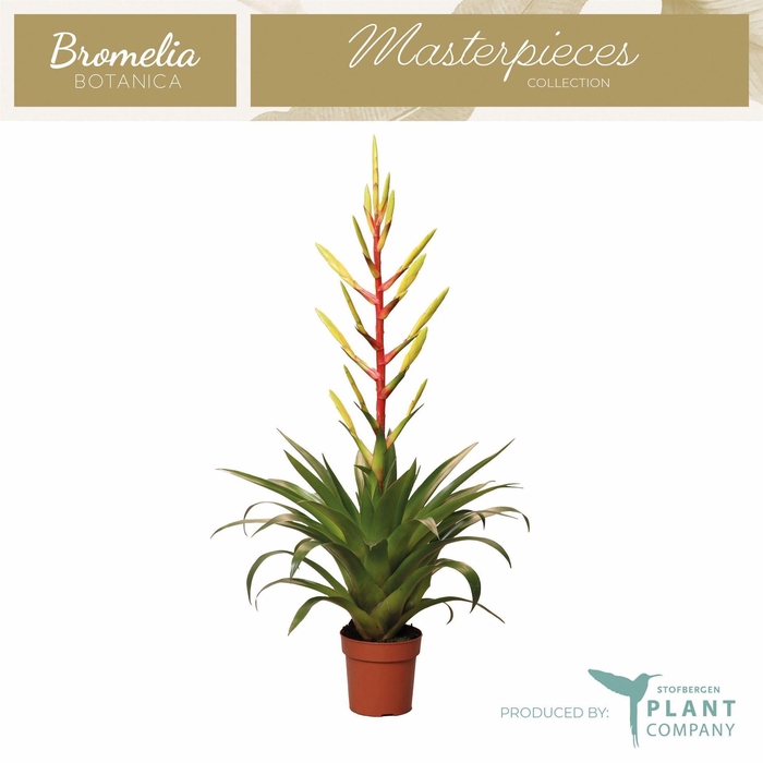 Tillandsia  'Luminosa'