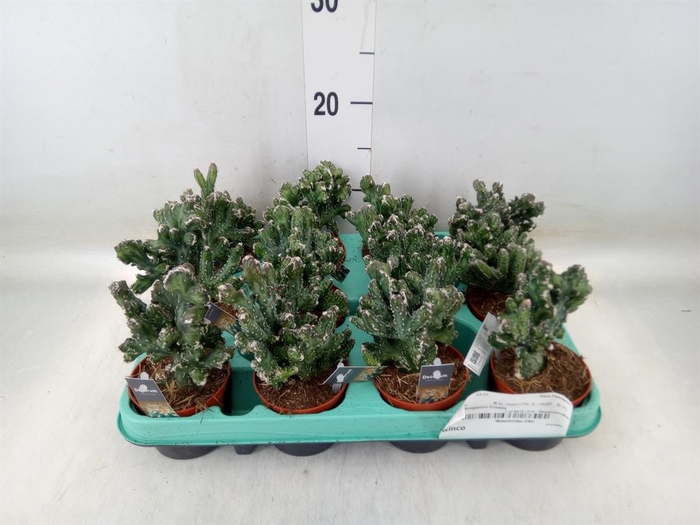 <h4>Succulents   ...</h4>