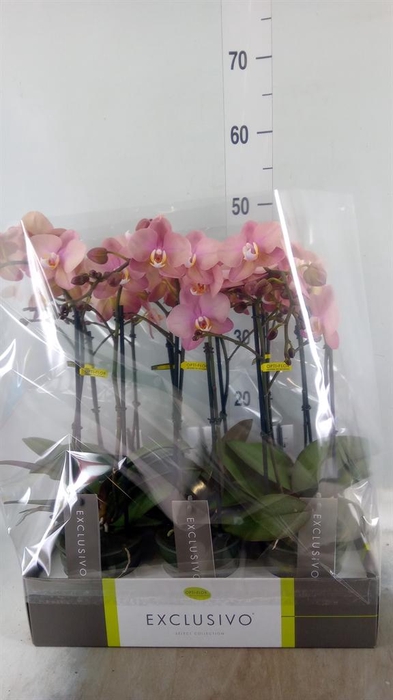 <h4>Phalaenopsis   ...rose</h4>