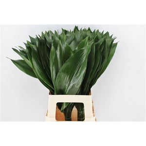Aspidistra 70cm