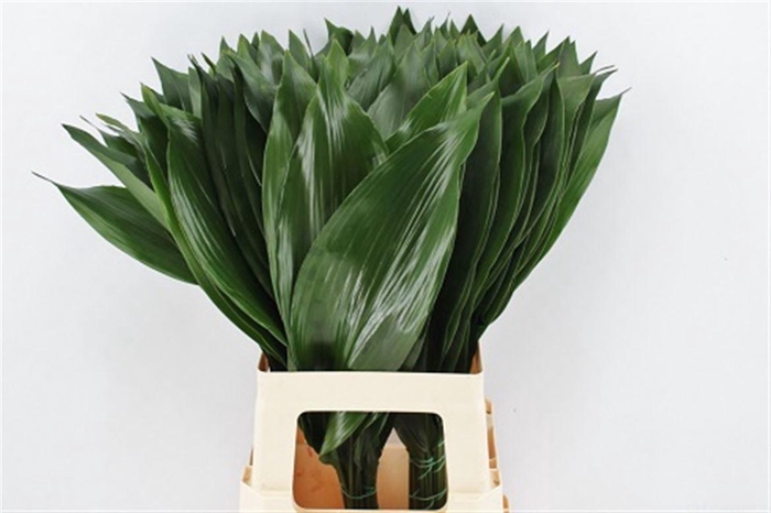 <h4>Aspidistra 70cm</h4>