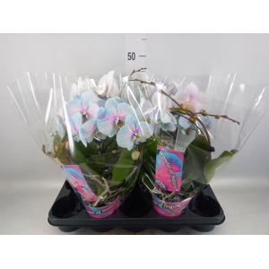 Phalaenopsis ...