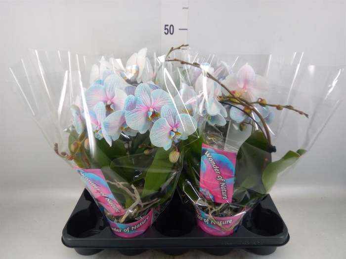 <h4>Phalaenopsis ...</h4>