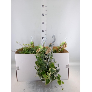 Hedera helix 'White Wonder'