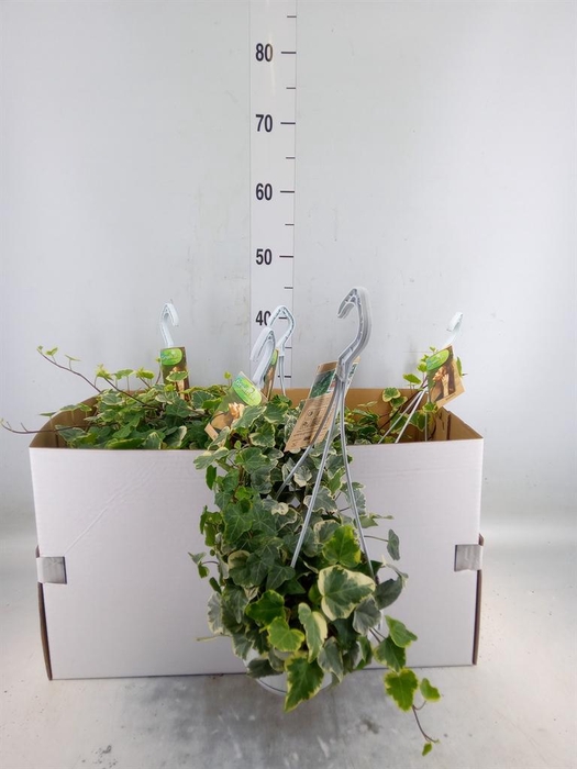 <h4>Hedera helix 'White Wonder'</h4>