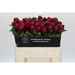 Paeonia Avis Varner