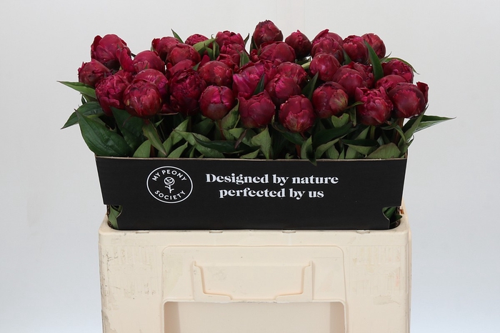 Paeonia Avis Varner
