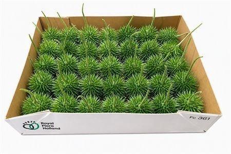<h4>CUCUMIS HIRSUTUS</h4>
