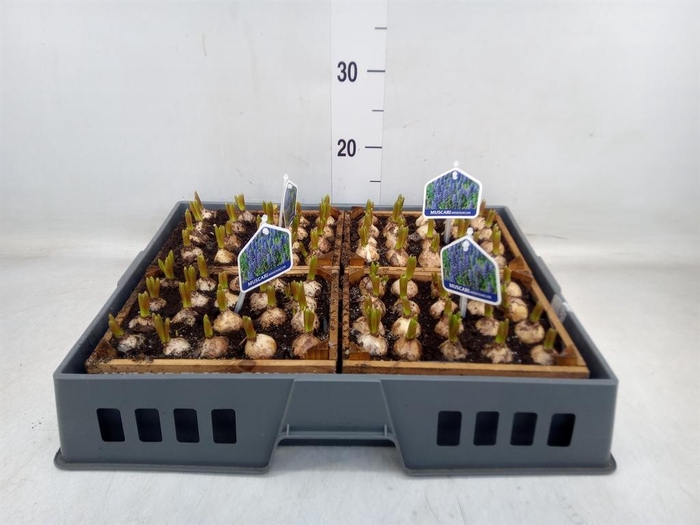 <h4>Arr.  Muscari L%</h4>