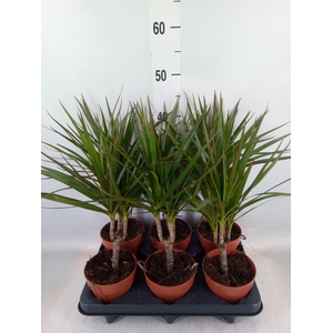 Dracaena marg.