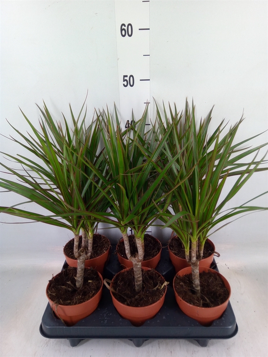<h4>Dracaena marg.</h4>