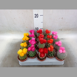 Cactus   ...decorated