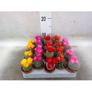 Cactus   ...decorated