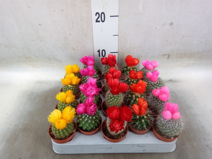 <h4>Cactus   ...decorated</h4>