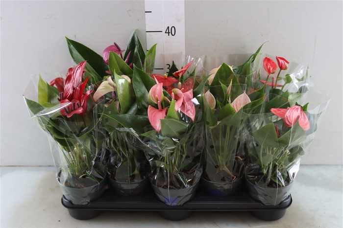 <h4>Anthu An Gemengd 5+</h4>